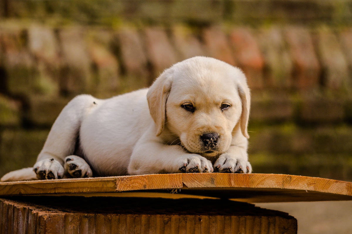 Labradorwelpe
