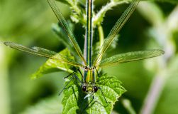 Naturfotografie: gebänderte Prachtlibelle Naturfotografie Detlef Koester Dortmund