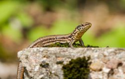 Tierfotografie Tierfotografie Naturfotografie Wildlife Mauereidechse Detlef Koester Dortmund